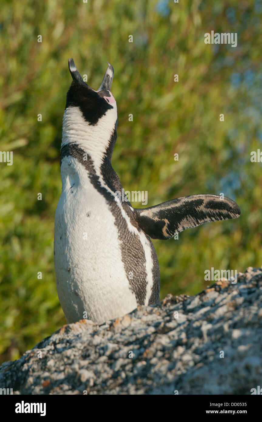 Afrikanische Pinguin (Spheniscus Demersus) Wild, Männlich anzeigen "ekstatischen Aufruf Boulders Beach in Südafrika stark gefährdet Stockfoto