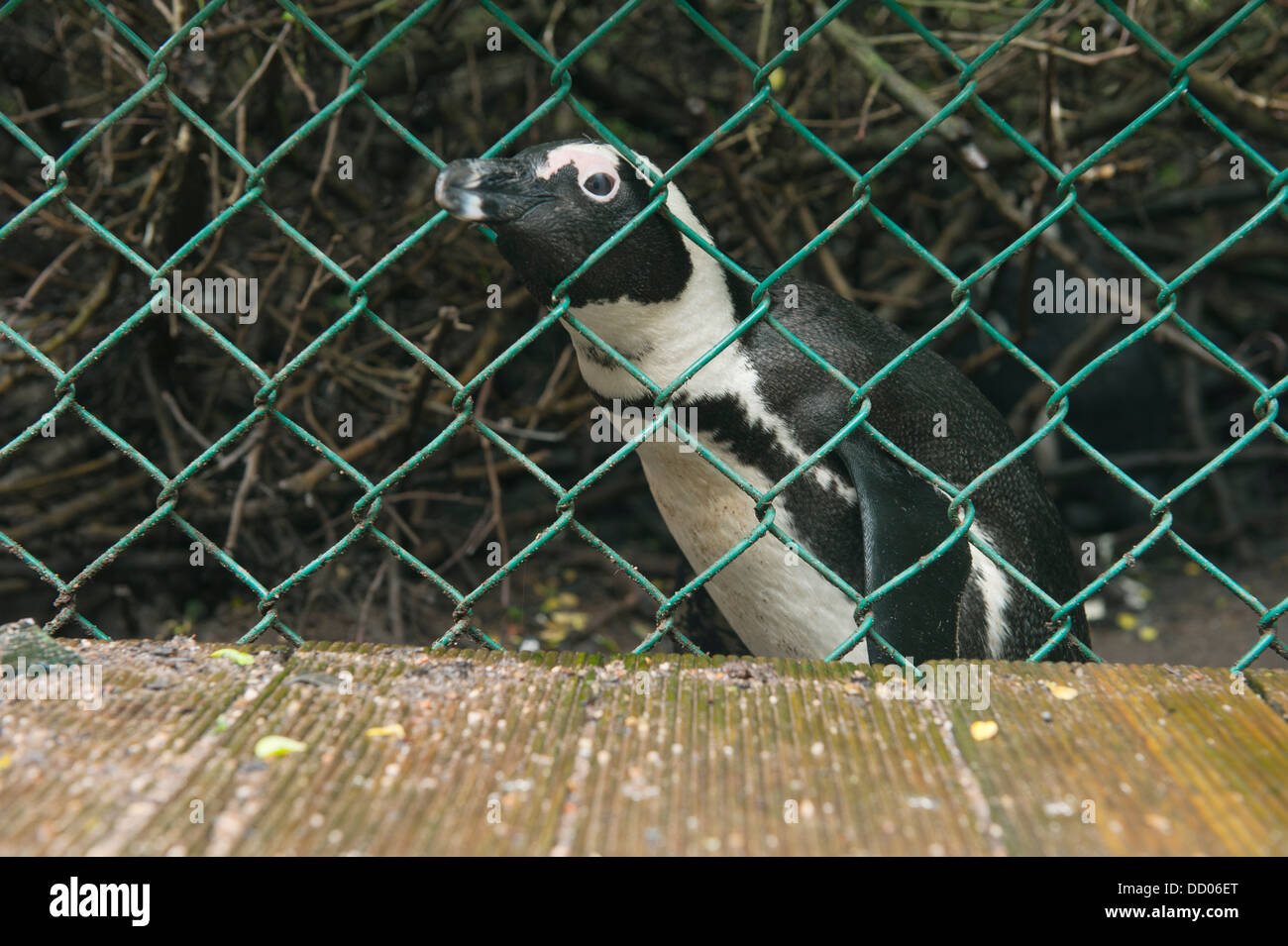 Afrikanische Pinguin (Spheniscus Demersus) Wild, Pinguin-Beweis Zaun, Boulders Beach, Cape Peninsula, Südafrika stark gefährdet Stockfoto