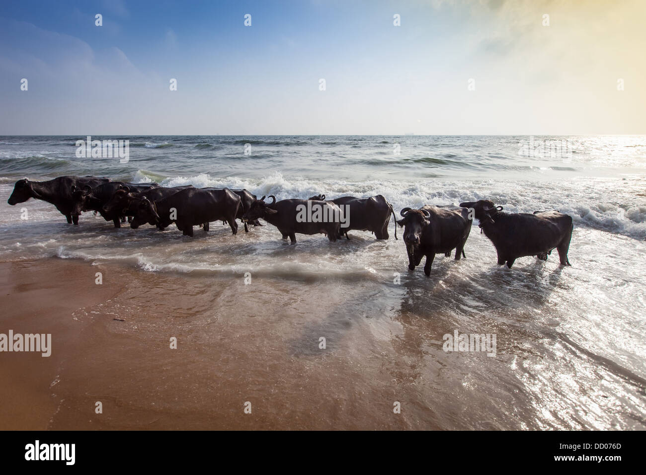 Kühe im Indischen Ozean schwimmen Stockfoto