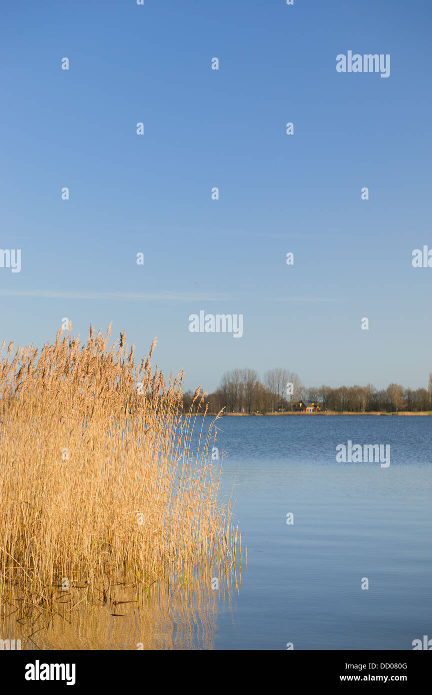 Schilf im holländischen See Stockfoto