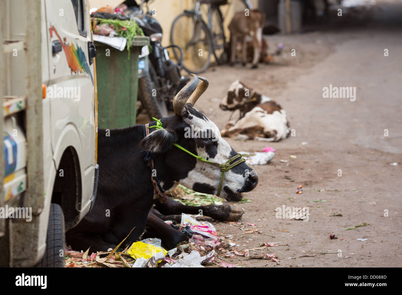 Indiens heiliges Tier - Kuh auf der Straße der indischen Metropole Stockfoto