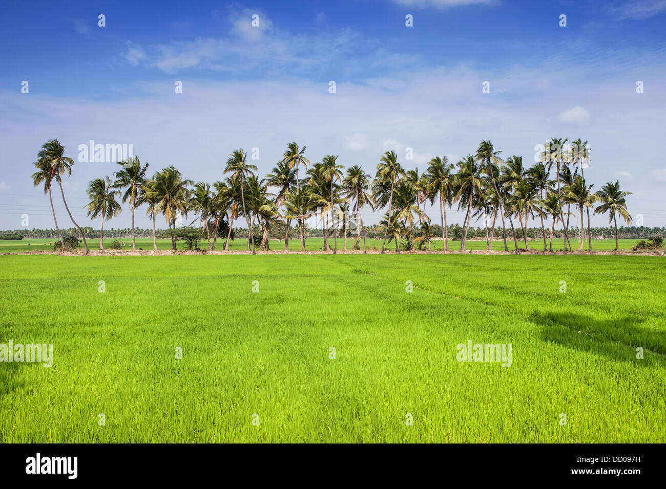 Palmen auf einem Hintergrund von grünen Reisfeldern Stockfoto