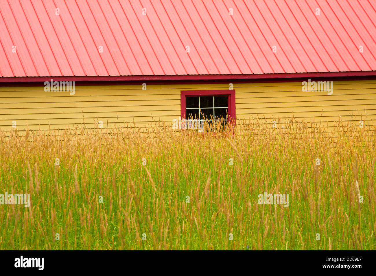 Gelbe Schuppen mit einem roten Dach und eine Heu-Feld; Ville De Lac Brome, Quebec, Kanada Stockfoto