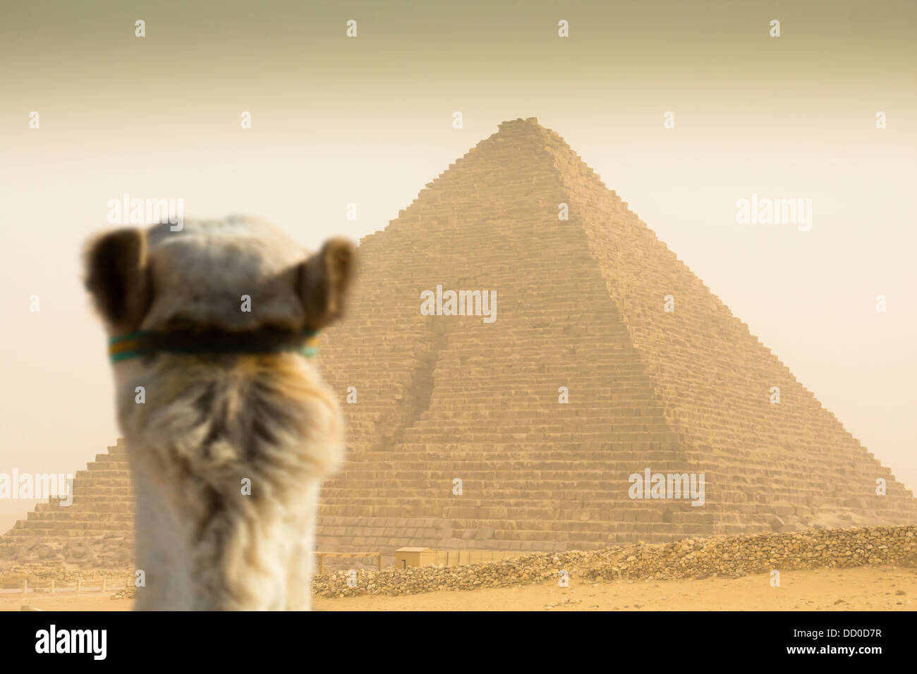 Kamel, beobachten die Cheops-Pyramide im Sandsturm Stockfoto