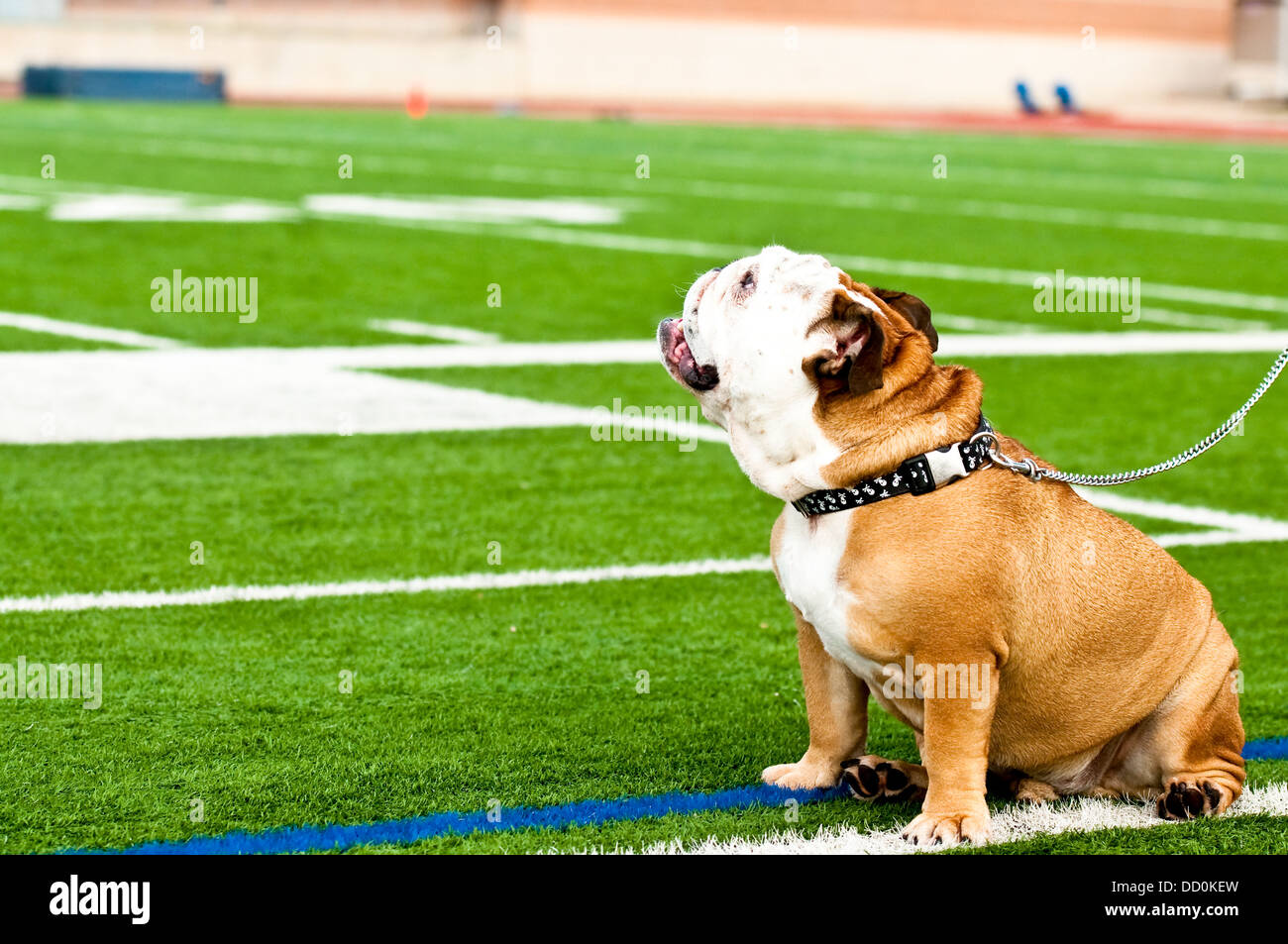 Süße Bulldogge auf einem Rasen-Fußballplatz Stockfoto