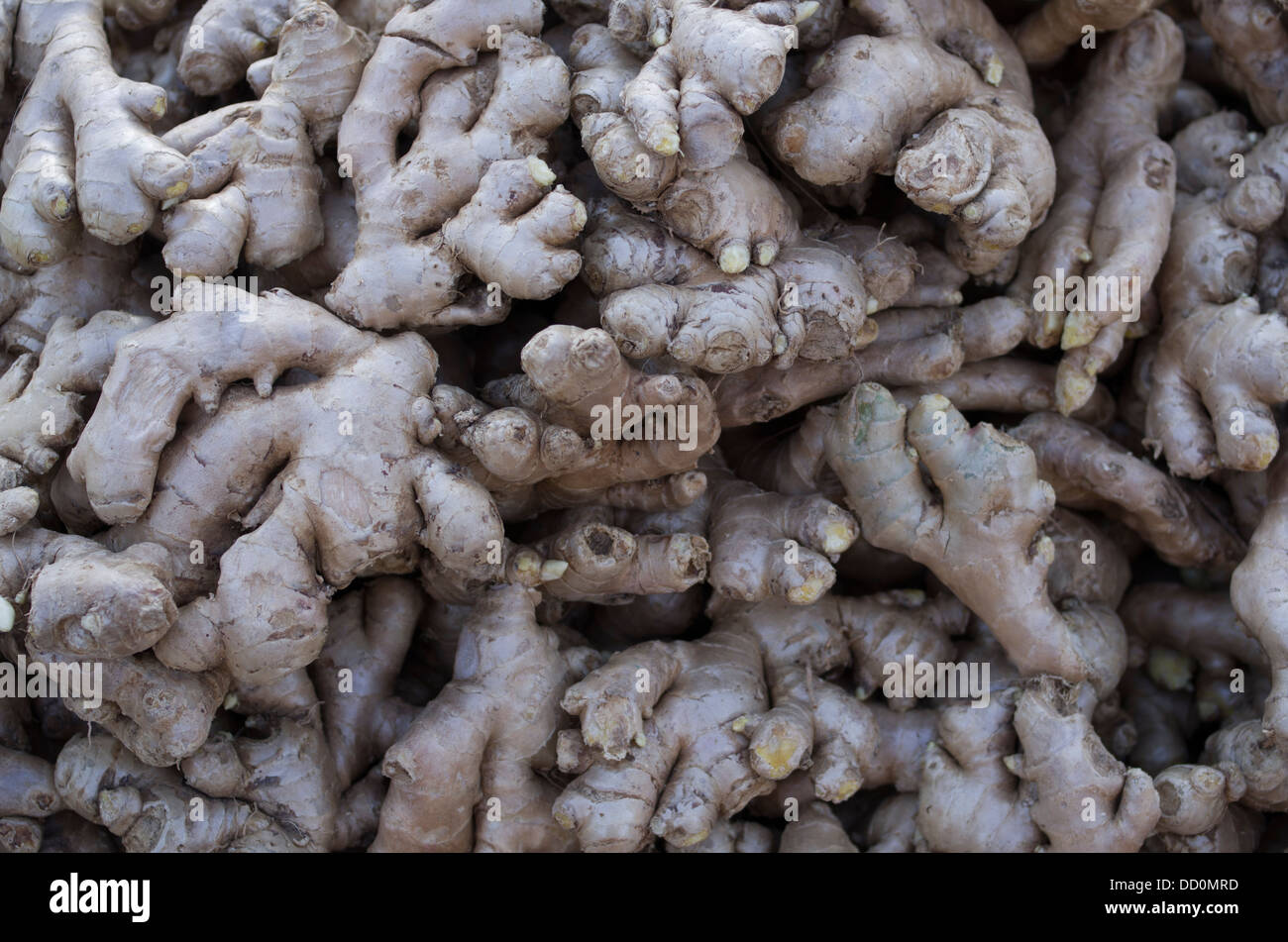 Ingwer-Wurzeln zum Verkauf an Rajashtan Sardar Markt - Jodhpur, Indien Stockfoto