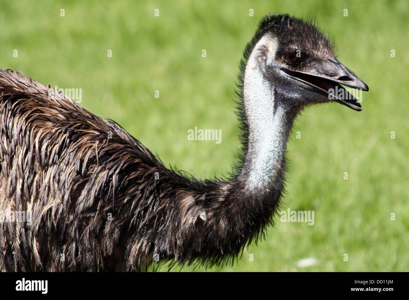 Hals und Kopf von einem Emu Stockfoto