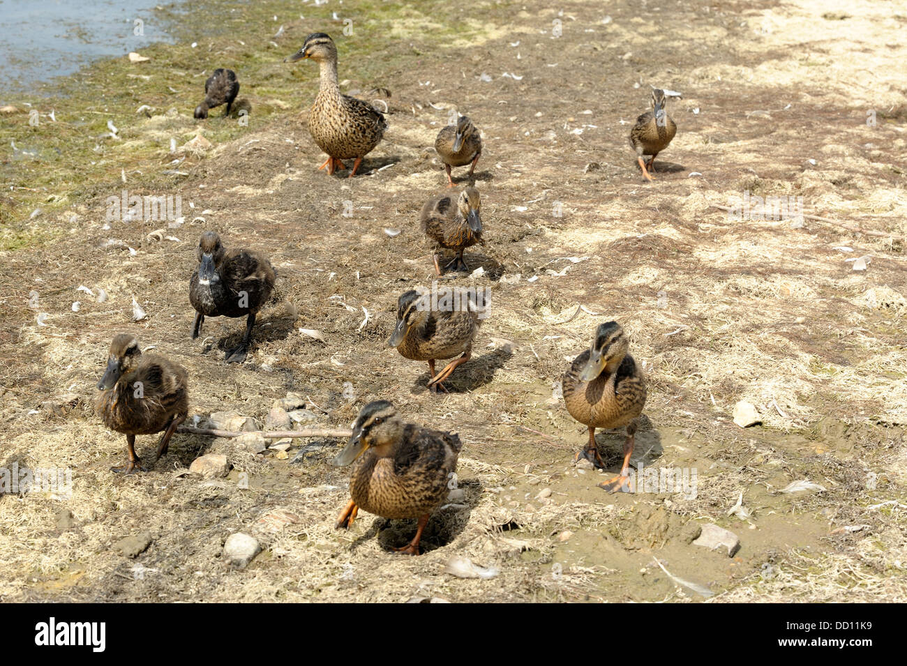 Eine weibliche Stockente Ente Anas Platyrhynchos entlang der Küste mit ihrem jungen in Carsington Wasser Derbyshire England uk Spaziergänge Stockfoto