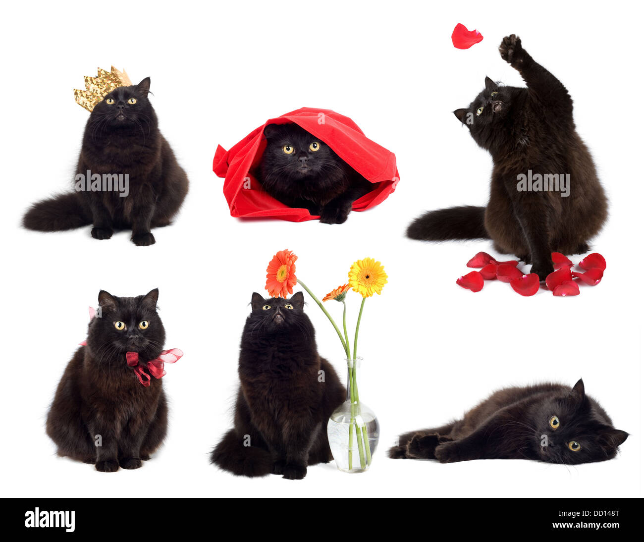 schwarze Katzen isoliert Collage aus sechs Fotos Stockfoto