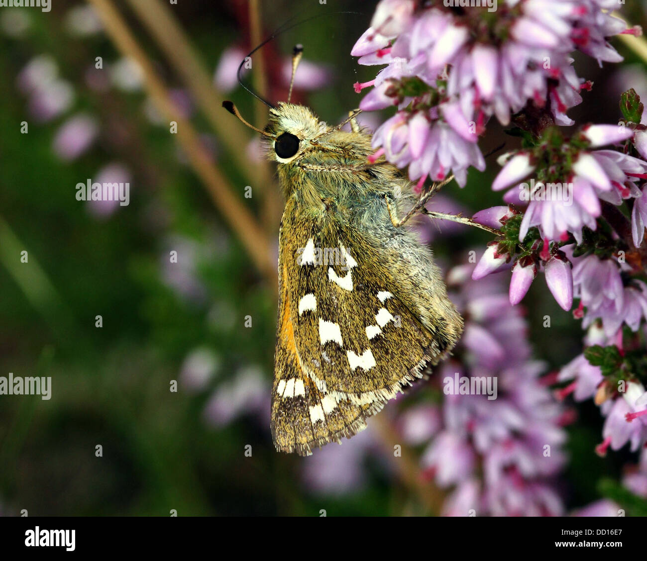 Silber-getupft oder Branded Skipper (Hesperia Komma) mit Flügel geöffnet und geschlossen Stockfoto