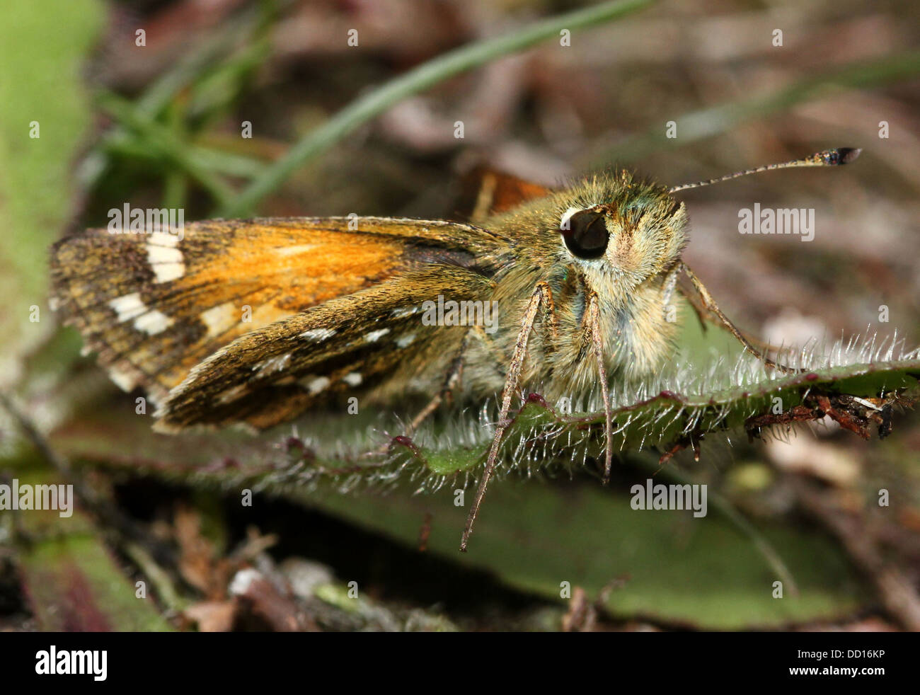 Silber-getupft oder Branded Skipper (Hesperia Komma) mit Flügel geöffnet und geschlossen Stockfoto