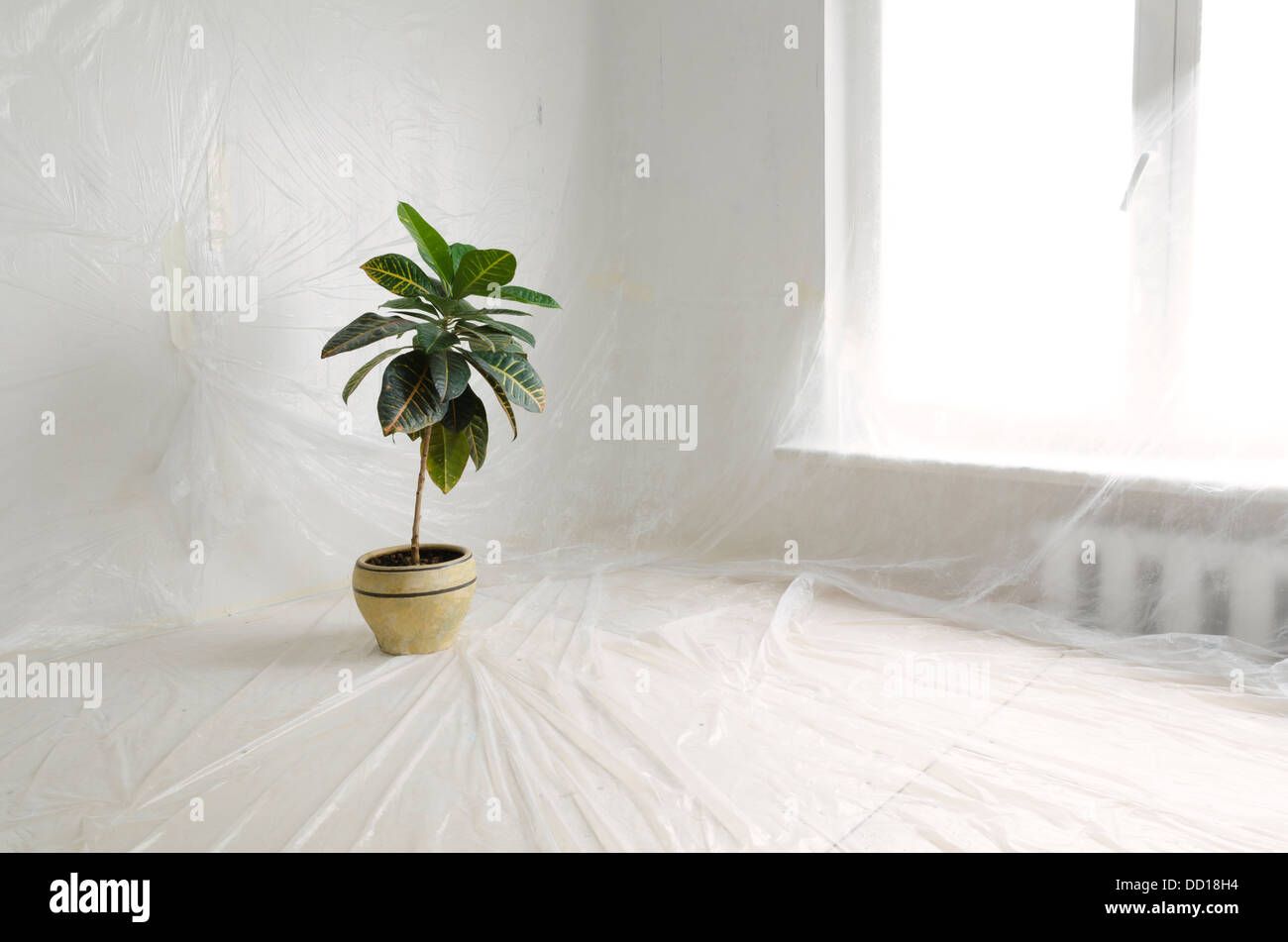 Renovierungs-Innenraum durch dünne Kunststofffolie mit Grünpflanze in großen Keramiktopf geschützt Stockfoto