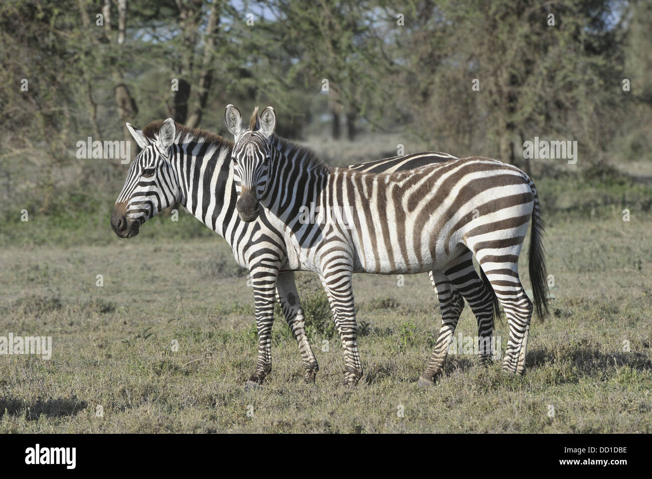 Wilde Zebras in Afrika. Stockfoto