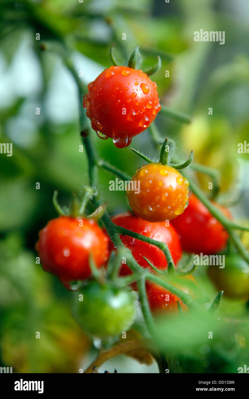 Tomaten Reifen an den Rebstöcken mit Morgen Tau Wassertropfen auf die Frucht. Stockfoto