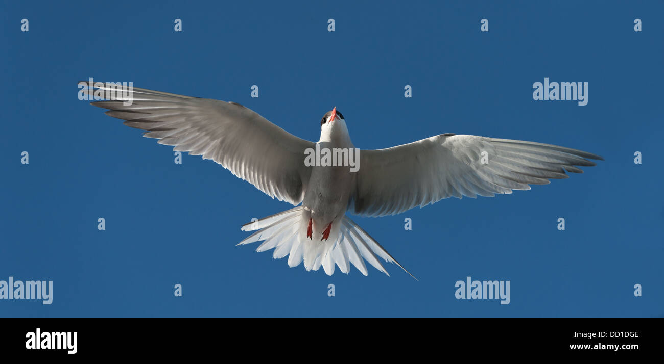 Tern im Flug. Stockfoto