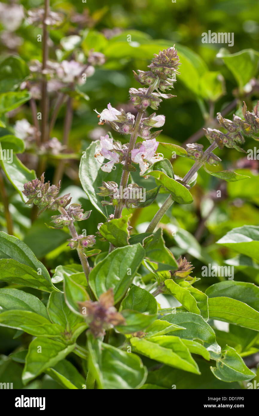 Basilikum, Thai-Basilikum, Basilikum, Basilikum, Basilienkraut, Basilien-Kraut, Ocimum basilicum Stockfoto