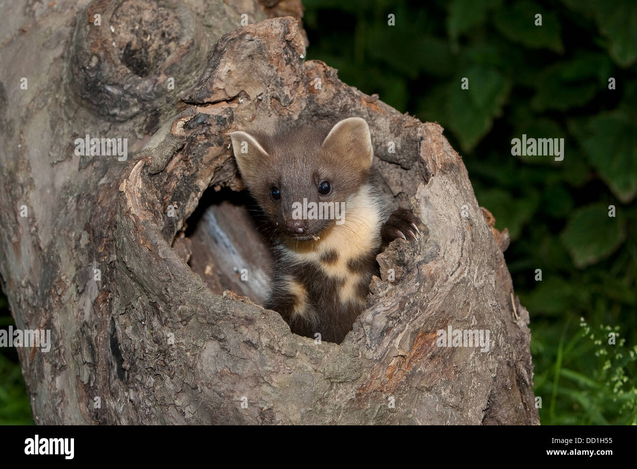 Europäischen Baummarder, Baummarder, Baum-Marder, Edelmarder, Edel-Marder, Marder, Martes Martes, Martre des pins Stockfoto