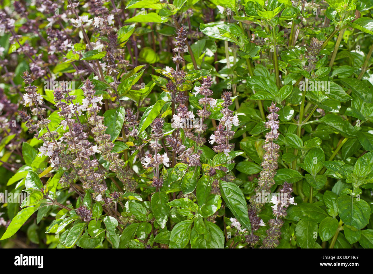Basilikum, Thai-Basilikum, Basilikum, Basilikum, Basilienkraut, Basilien-Kraut, Ocimum basilicum Stockfoto