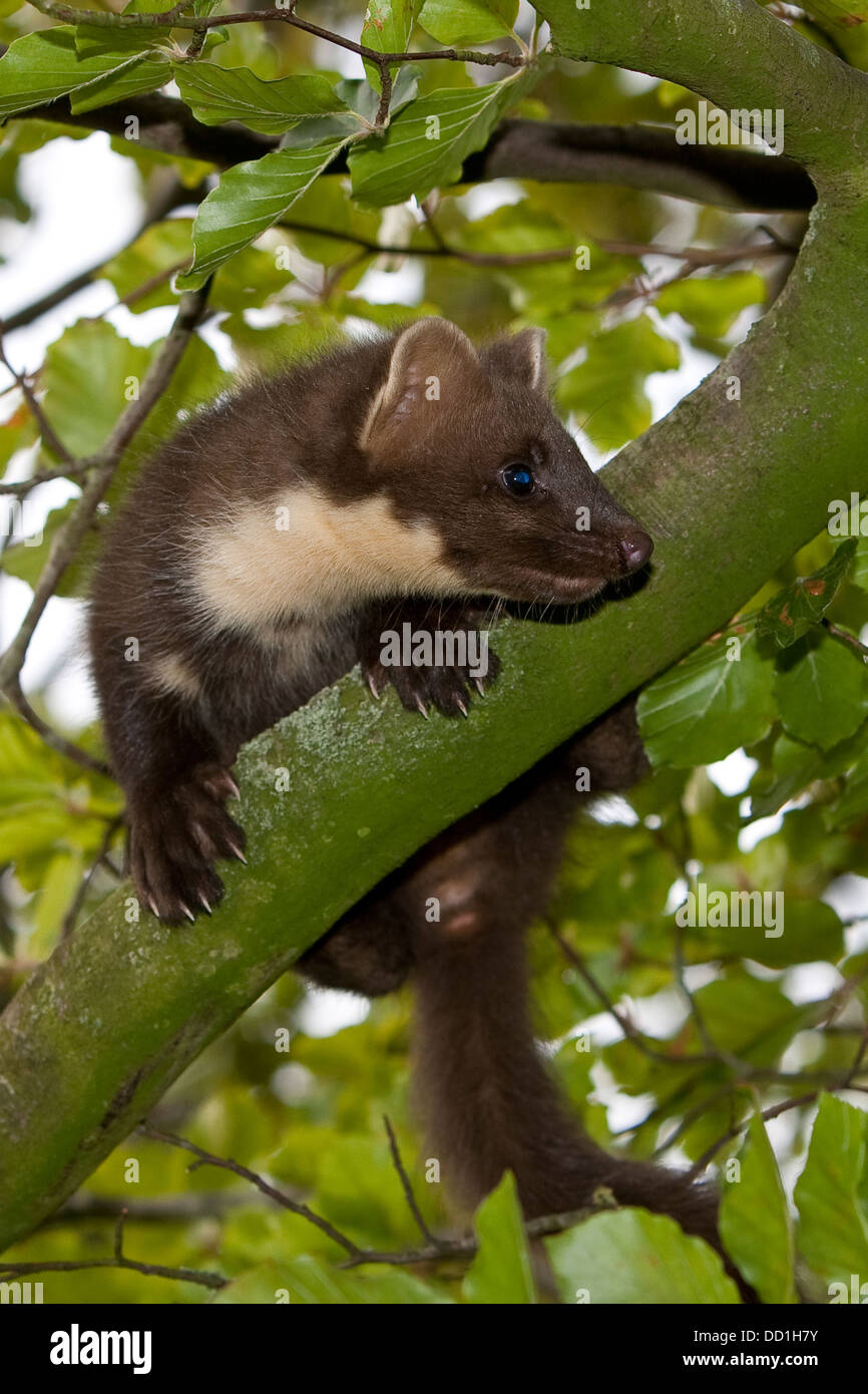 Europäischen Baummarder, Baummarder, Baum-Marder, Edelmarder, Edel-Marder, Marder, Martes Martes, Martre des pins Stockfoto