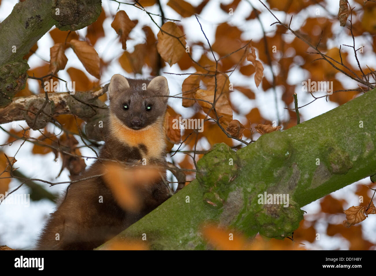 Europäischen Baummarder, Baummarder, Baum-Marder, Edelmarder, Edel-Marder, Marder, Martes Martes, Martre des pins Stockfoto