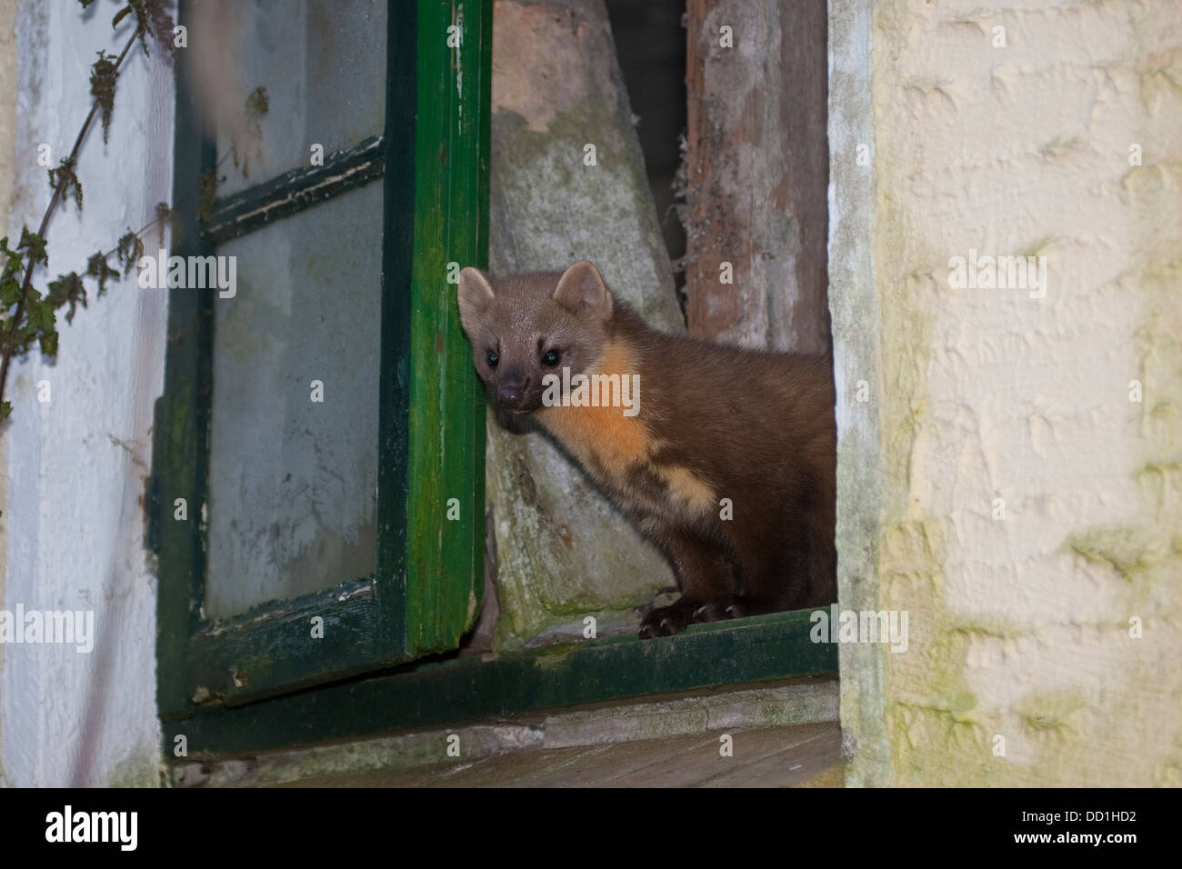 Europäischen Baummarder, Baummarder, Baum-Marder, Edelmarder, Edel-Marder, Marder, Martes Martes, Martre des pins Stockfoto