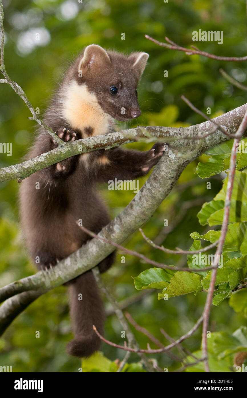Europäischen Baummarder, Baummarder, Baum-Marder, Edelmarder, Edel-Marder, Marder, Martes Martes, Martre des pins Stockfoto