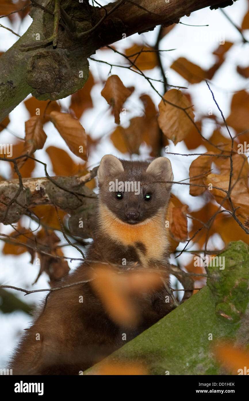 Europäischen Baummarder, Baummarder, Baum-Marder, Edelmarder, Edel-Marder, Marder, Martes Martes, Martre des pins Stockfoto