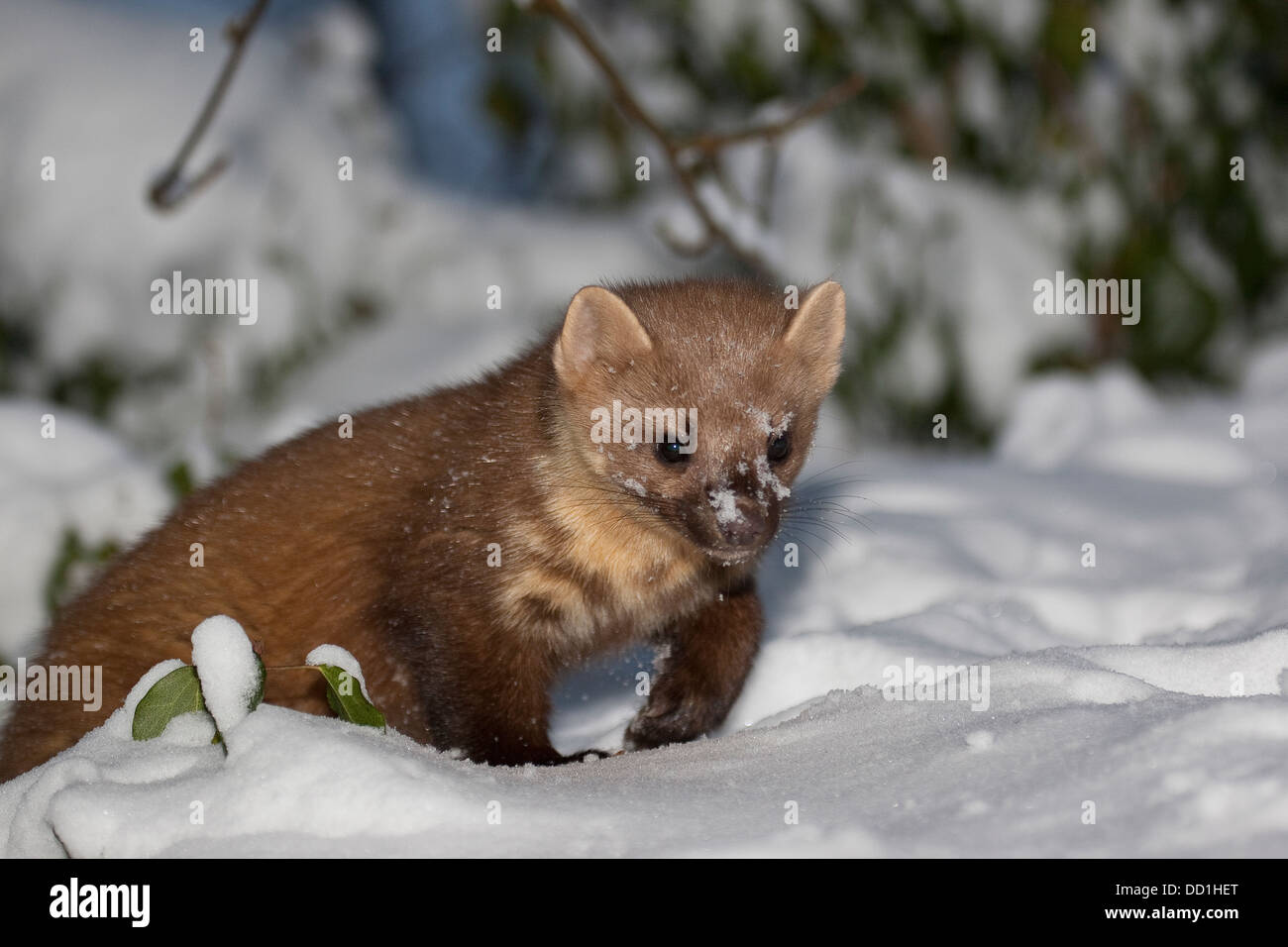 Europäischer Kiefernmarder, Winter, Schnee, Baummarder, Baum-Marder, Edelmarder, Edel-Marder, Marder, Martes Martes, Martre des Pins Stockfoto