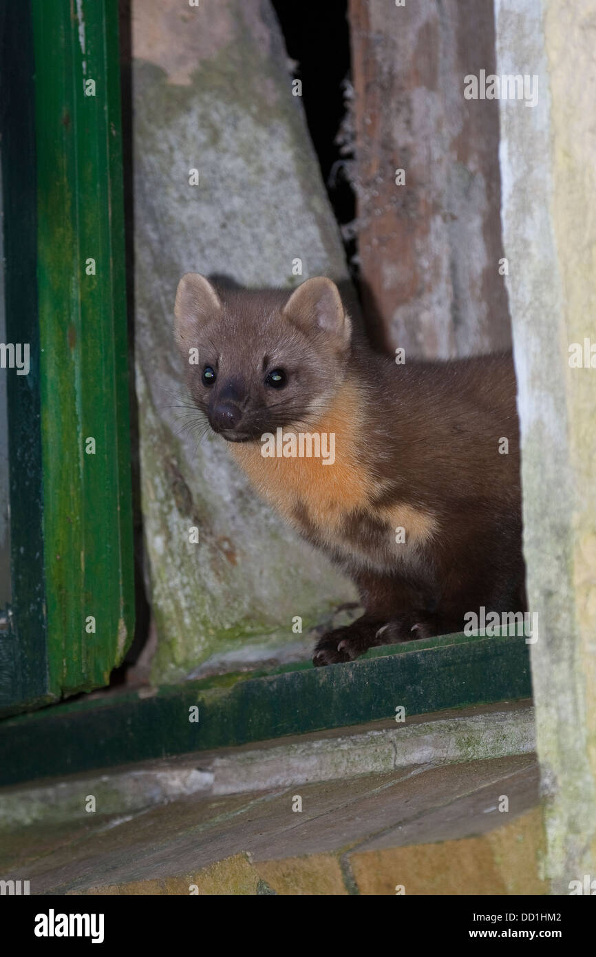 Europäischen Baummarder, Baummarder, Baum-Marder, Edelmarder, Edel-Marder, Marder, Martes Martes, Martre des pins Stockfoto