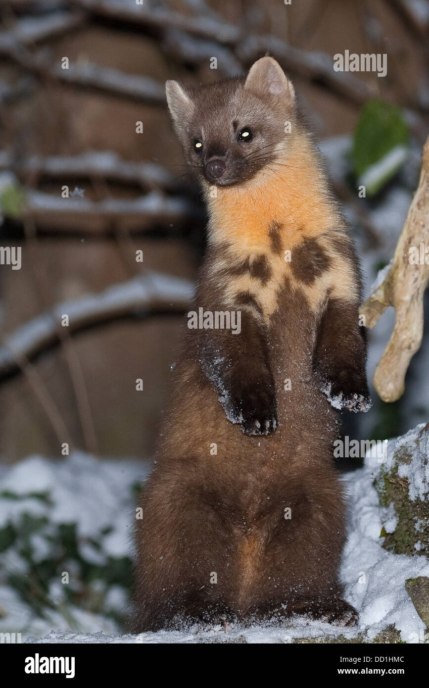 Europäischer Kiefernmarder, Winter, Schnee, Baummarder, Baum-Marder, Edelmarder, Edel-Marder, Marder, Martes Martes, Martre des Pins Stockfoto