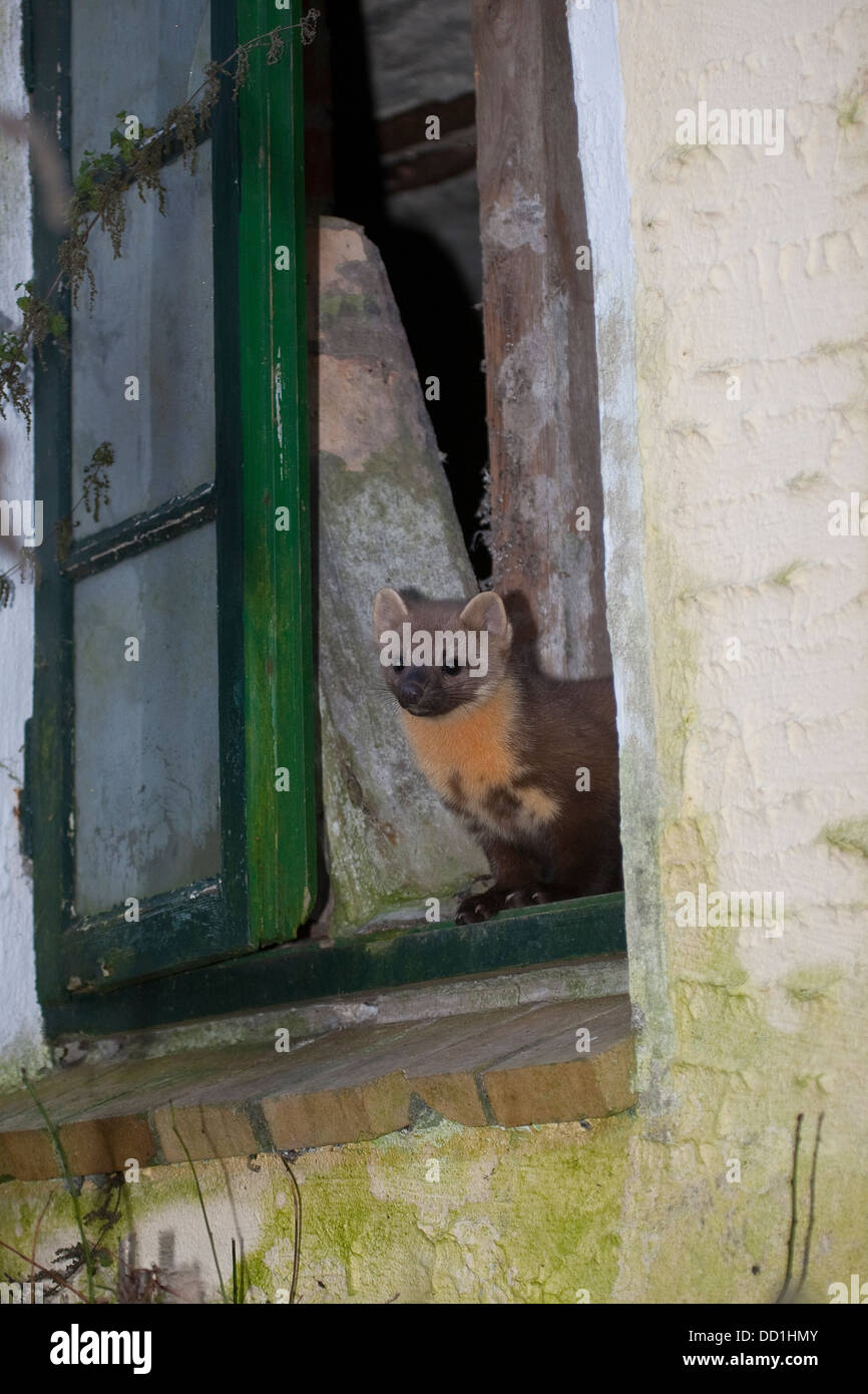 Europäischen Baummarder, Baummarder, Baum-Marder, Edelmarder, Edel-Marder, Marder, Martes Martes, Martre des pins Stockfoto