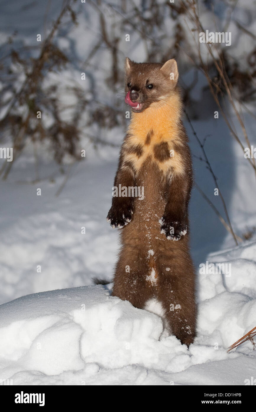 Europäischer Kiefernmarder, Winter, Schnee, Baummarder, Baum-Marder, Edelmarder, Edel-Marder, Marder, Martes Martes, Martre des Pins Stockfoto