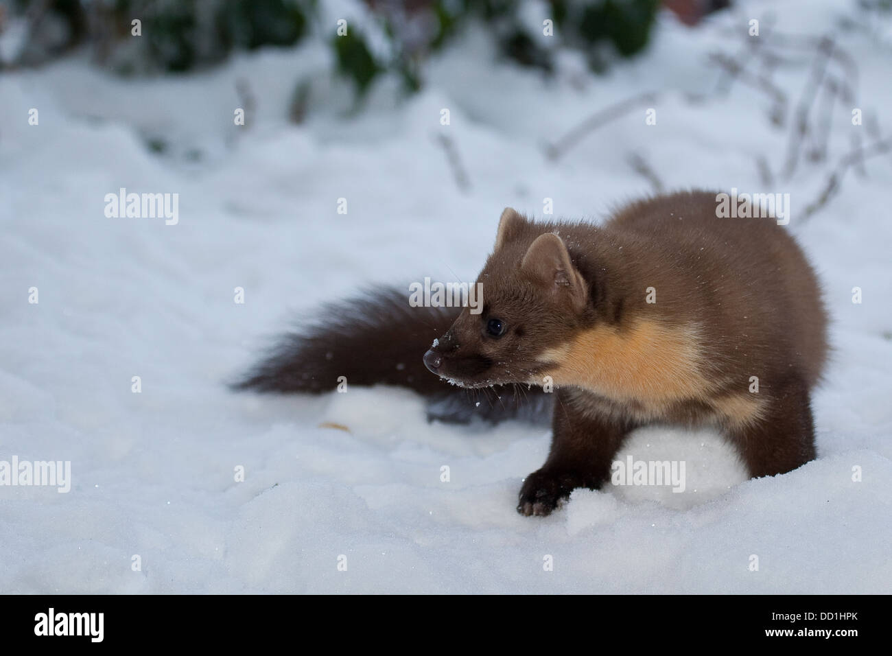 Europäischer Kiefernmarder, Winter, Schnee, Baummarder, Baum-Marder, Edelmarder, Edel-Marder, Marder, Martes Martes, Martre des Pins Stockfoto
