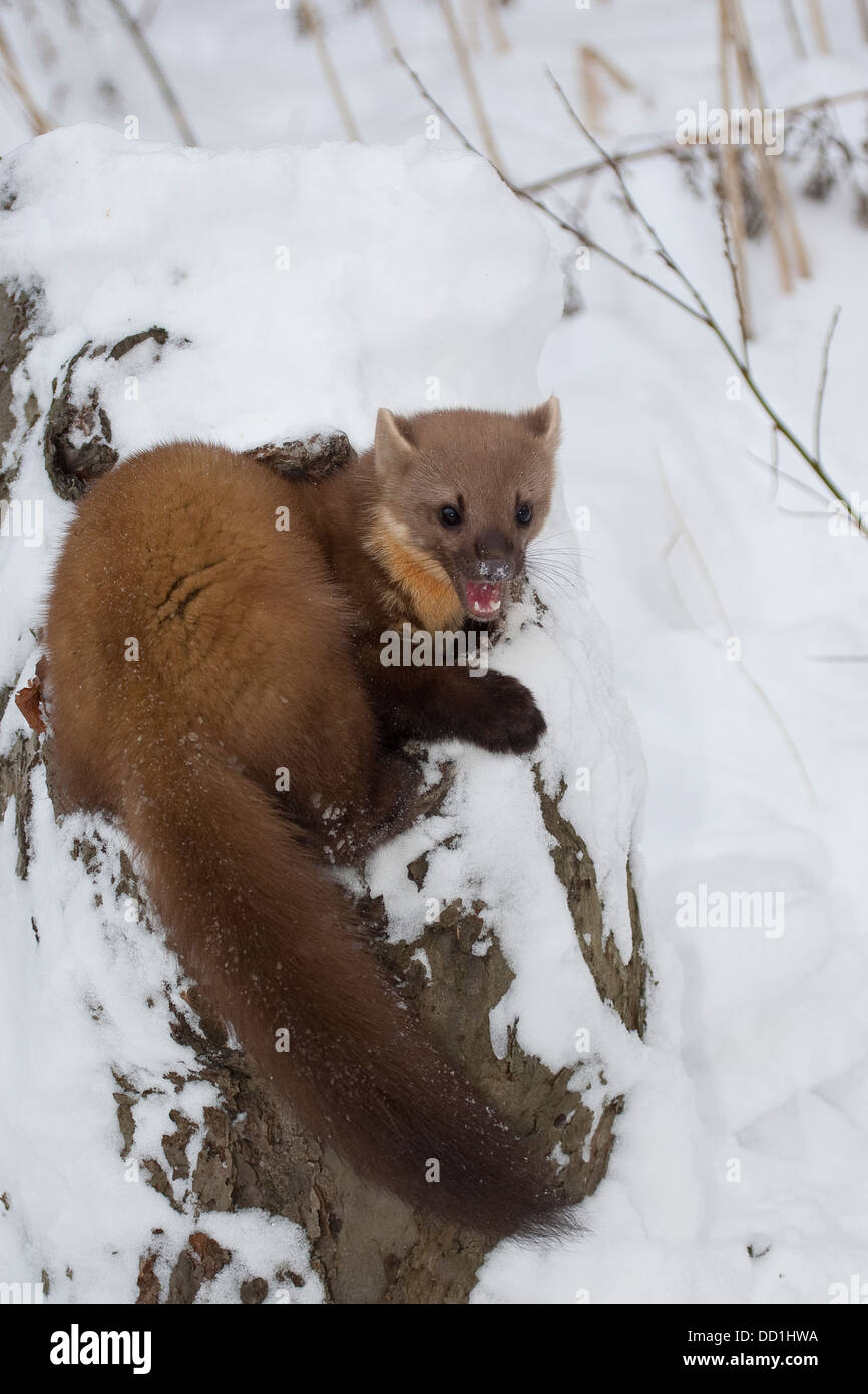 Europäischer Kiefernmarder, Winter, Schnee, Baummarder, Baum-Marder, Edelmarder, Edel-Marder, Marder, Martes Martes, Martre des Pins Stockfoto