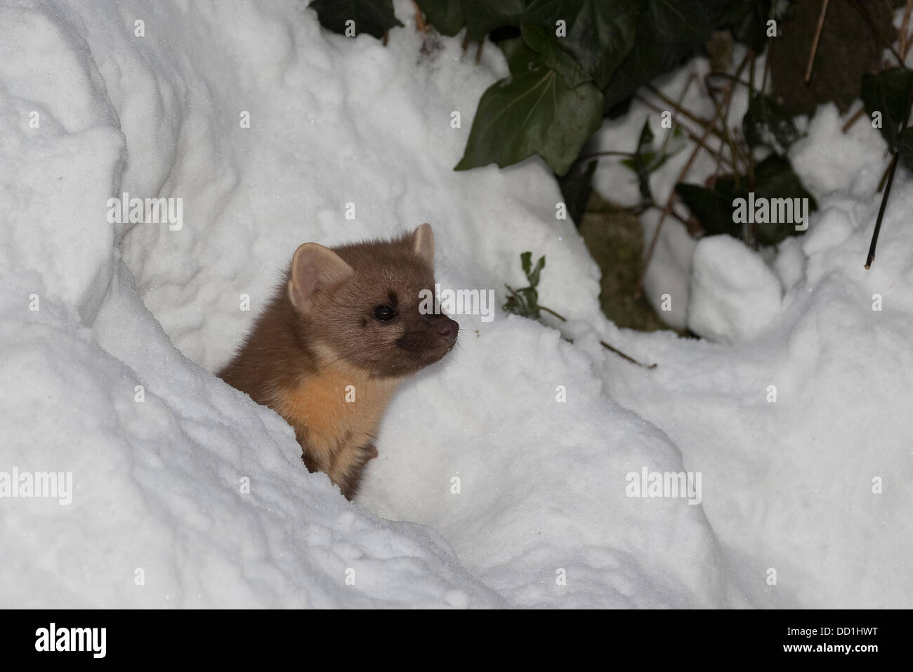 Europäischer Kiefernmarder, Winter, Schnee, Baummarder, Baum-Marder, Edelmarder, Edel-Marder, Marder, Martes Martes, Martre des Pins Stockfoto
