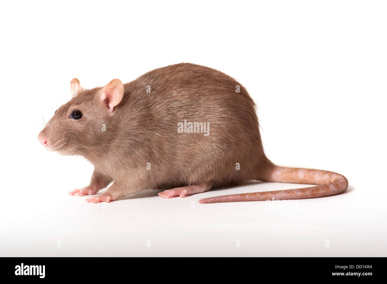 Braune Ratte, Rattus Norvegicus, Kent UK Stockfoto