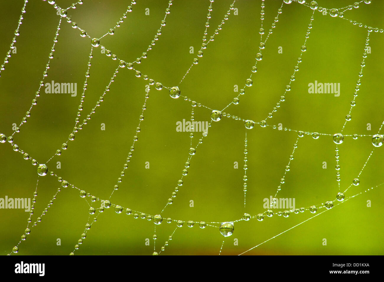 Spinnennetz mit Tau fällt, UK Stockfoto