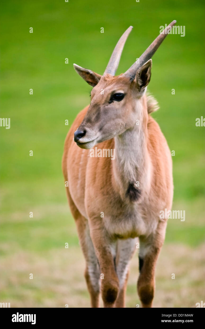 Gemeinsame Eland, südlichen Eland oder Eland-Antilopen (Tauro Oryx) Stockfoto