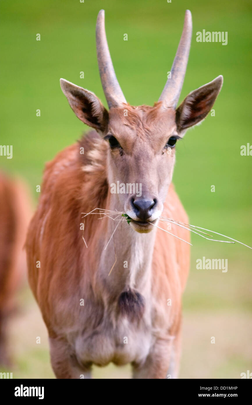 Gemeinsame Eland, südlichen Eland oder Eland Antilopen (Tauro Oryx) Weiden Stockfoto