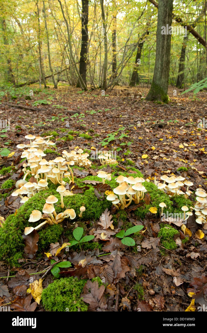 Sulphur Tuft Pilze, Grünblättriger Fasciculare, UK Stockfoto