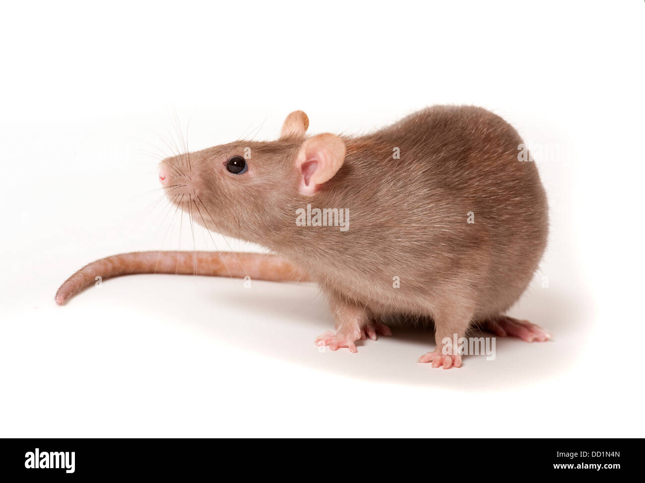 Braune Ratte, Rattus Norvegicus, Kent UK Stockfoto