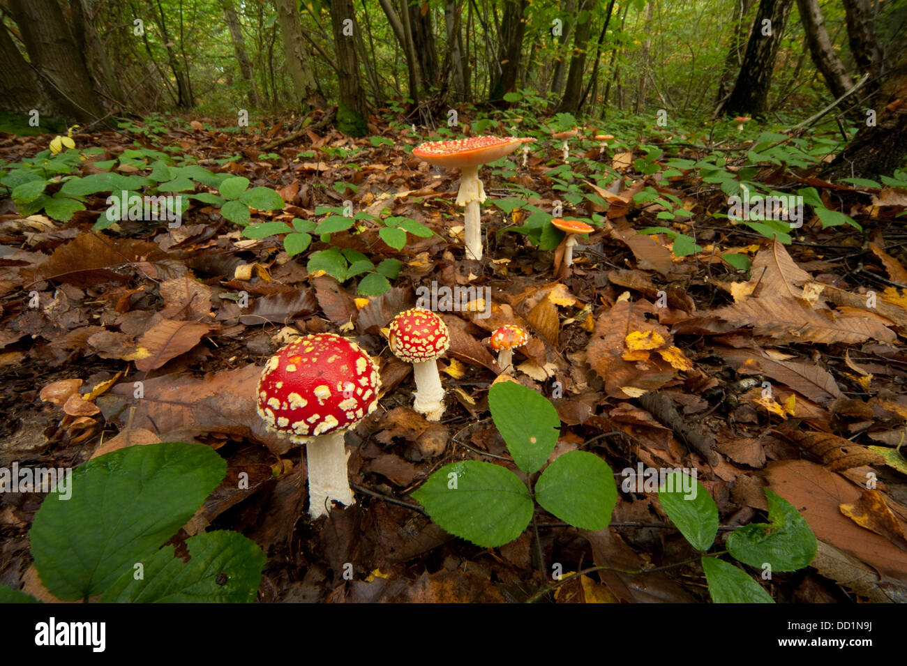 Fliegenpilz, Amanita Muscaria, Stockfoto