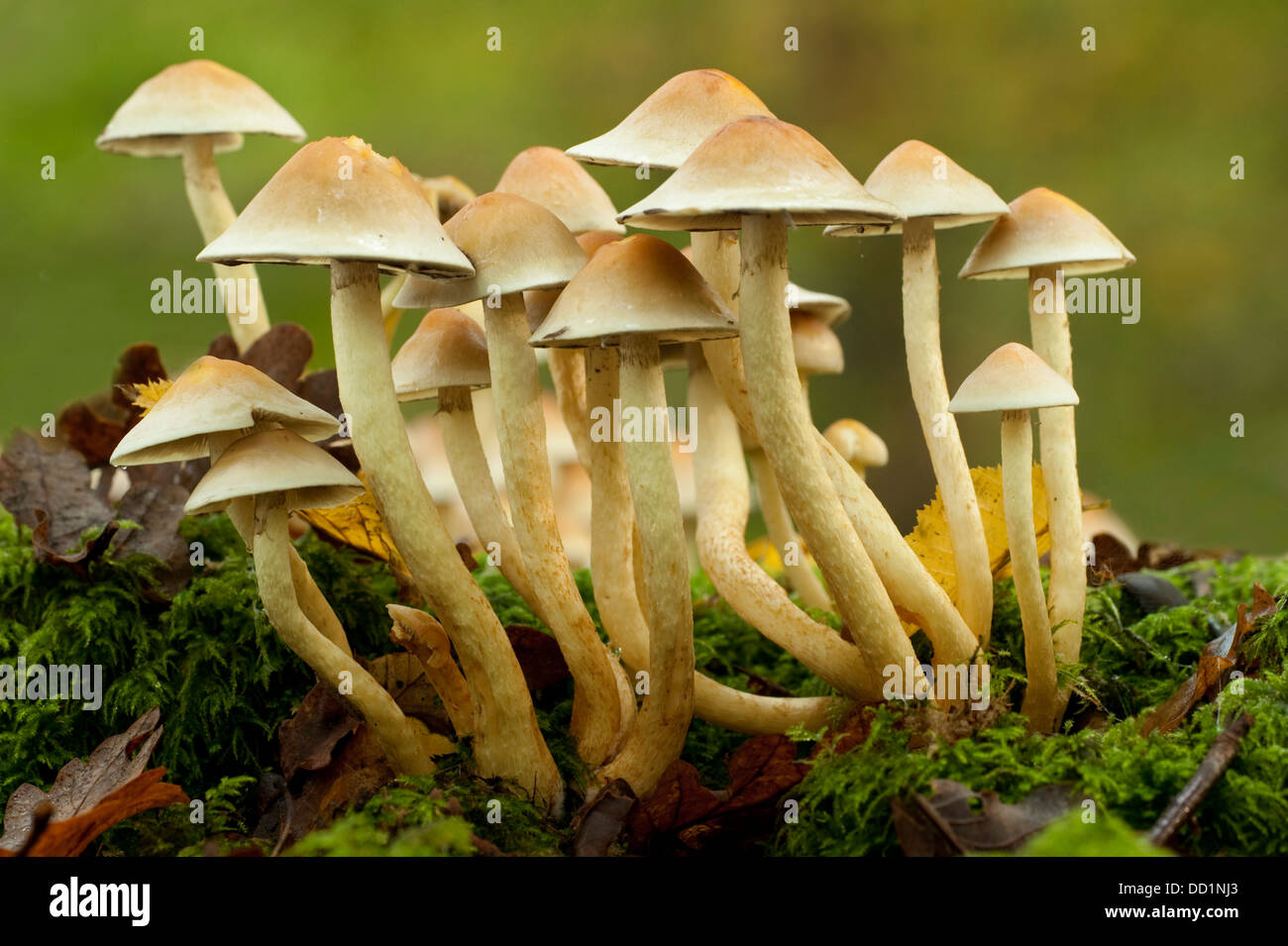 Sulphur Tuft Pilze, Grünblättriger Fasciculare, UK Stockfoto