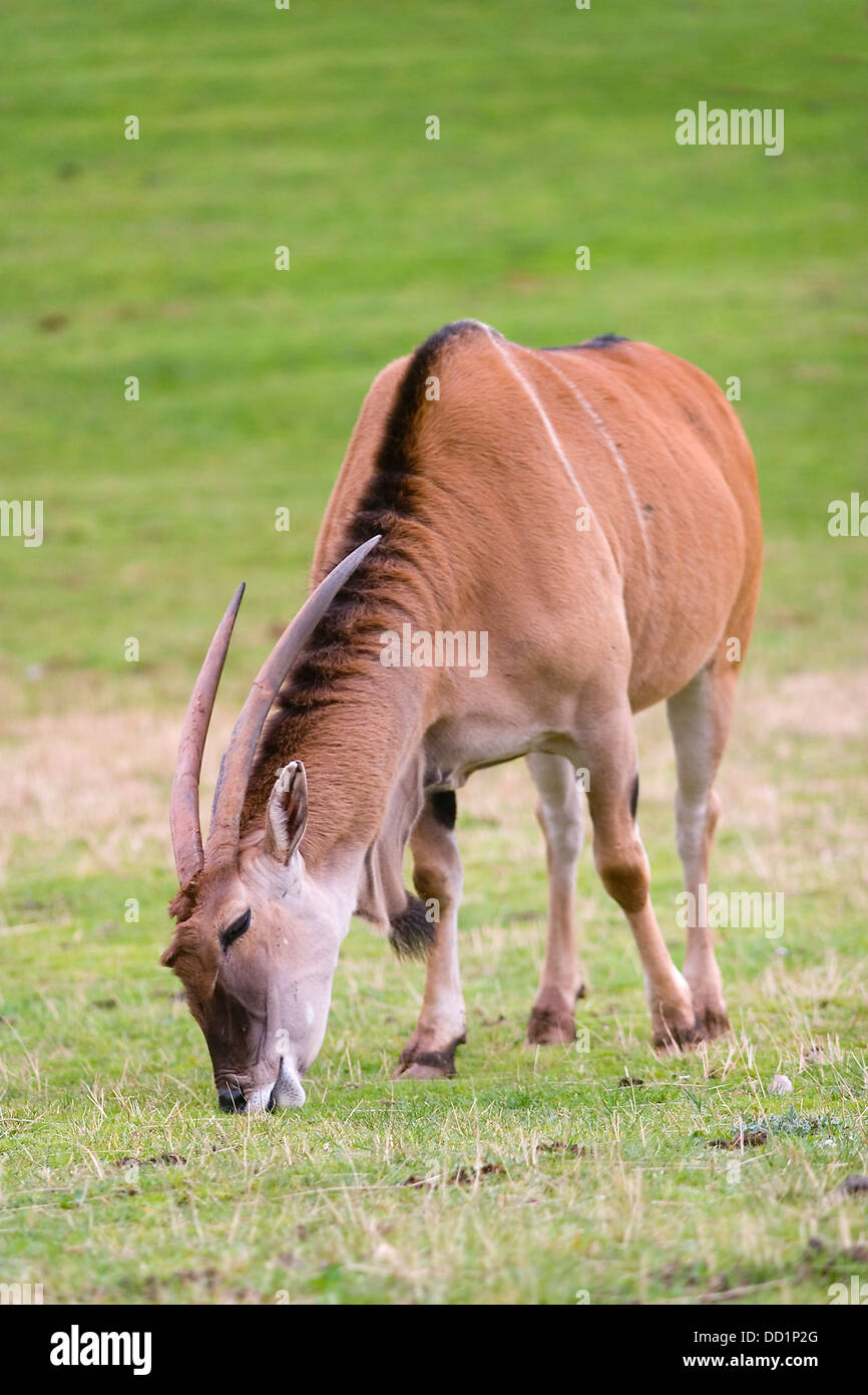 Gemeinsame Eland, südlichen Eland oder Eland Antilopen (Tauro Oryx) Weiden Stockfoto