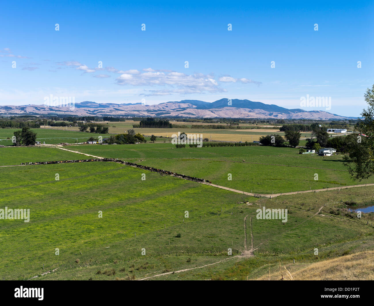 Dh Ruamahanga Tal WAIRARAPA NEUSEELAND Linie von Milchvieh Herde unbemannte zu melken nz Bauernhof Kühe Schuppen gehen Stockfoto