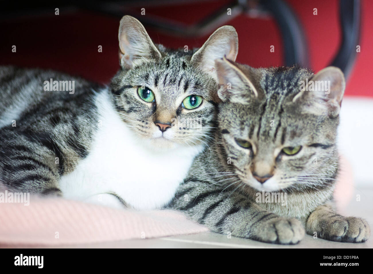 Zwei Hauskatzen Stockfoto