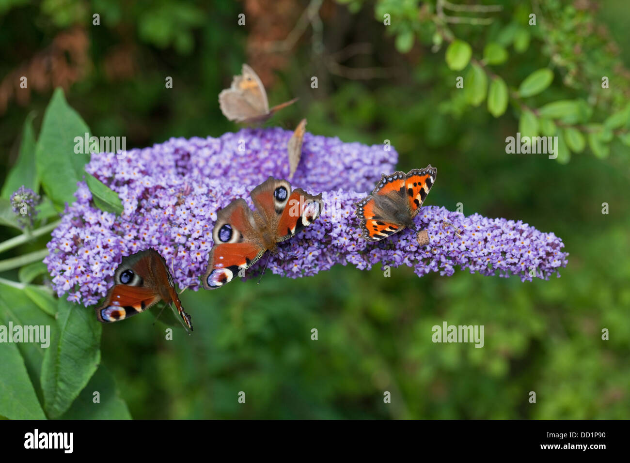 Pfau (Inachis Io), kleiner Fuchs (Aglais) mit Wiese Braun (Maniola Jurtina) Schmetterlinge hinter auf Sommerflieder Blumen. Stockfoto