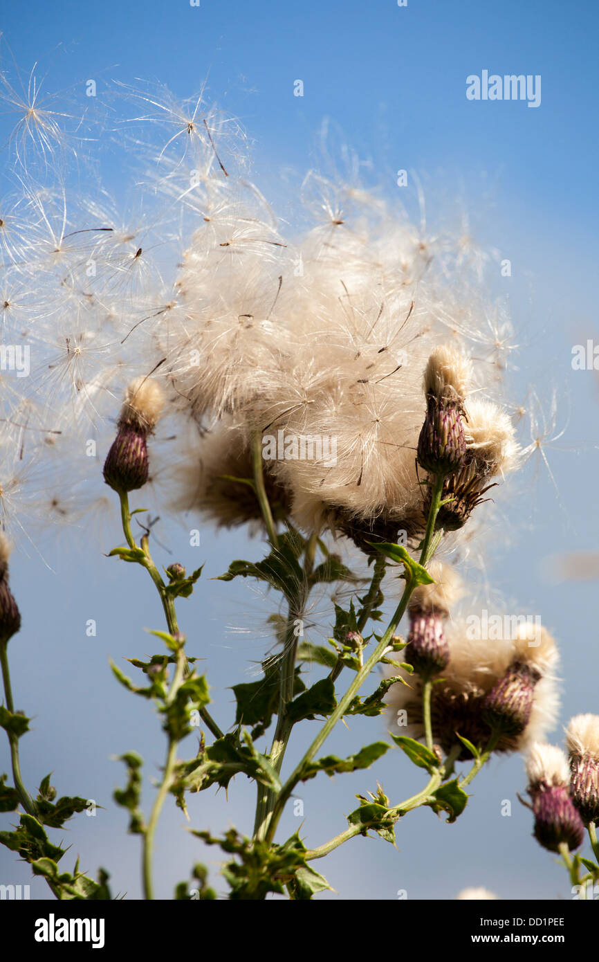 Mariendistel Samen Head  Aussaat Distel auf Moor in der Nähe von Chipping, Lancashire, UK Stockfoto