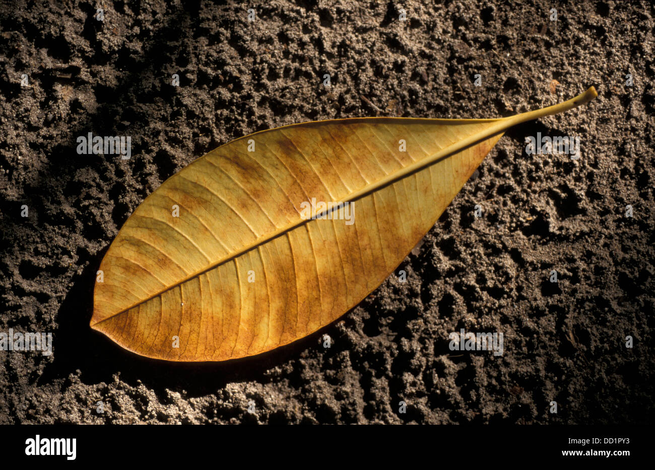 Gelbes Blatt auf Sanddünen, Malediven Stockfoto