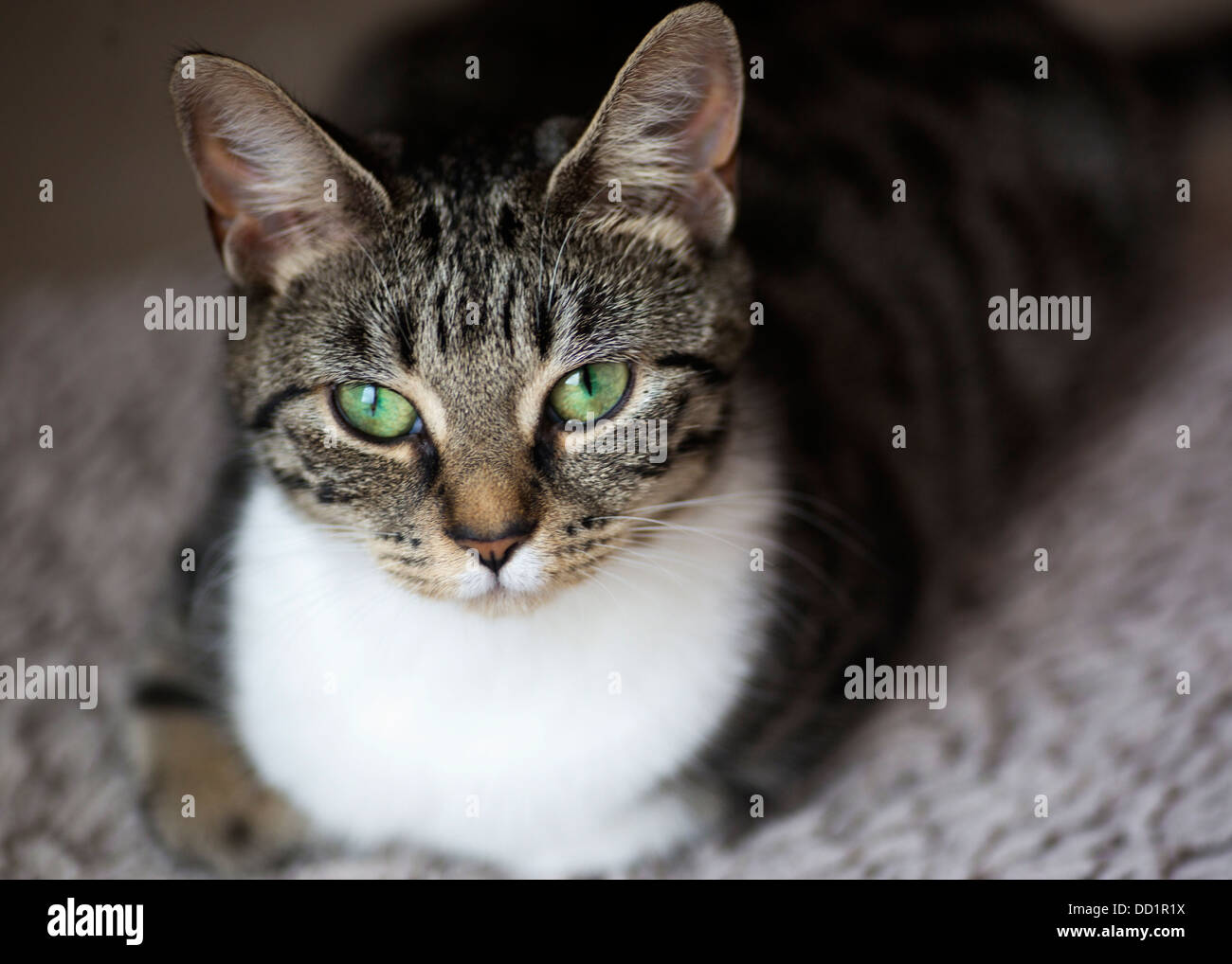 Zufriedene Katze mit grünen Augen Stockfoto